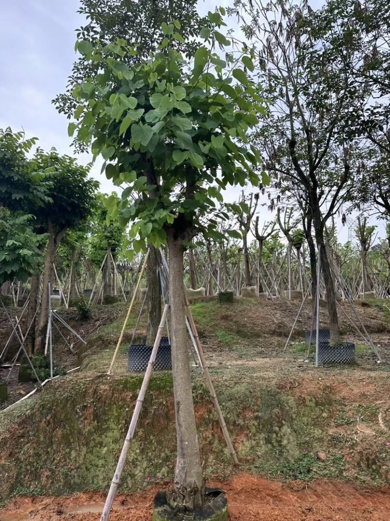 红花紫荆基地直销规格齐全欢迎老板来电咨询合作