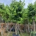 红花紫荆基地直销规格齐全欢迎老板来电咨询合作