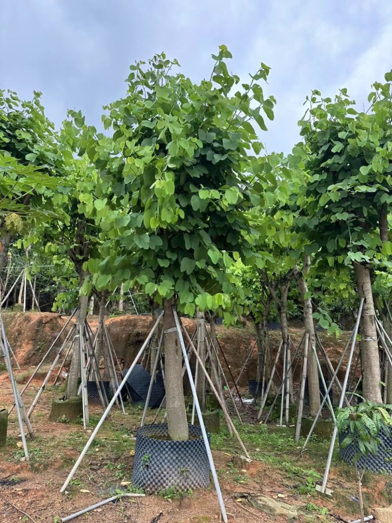 红花紫荆基地直销规格齐全欢迎老板来电咨询合作