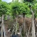 红花紫荆基地直销规格齐全欢迎老板来电咨询合作