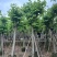 红花紫荆基地直销规格齐全欢迎老板来电咨询合作