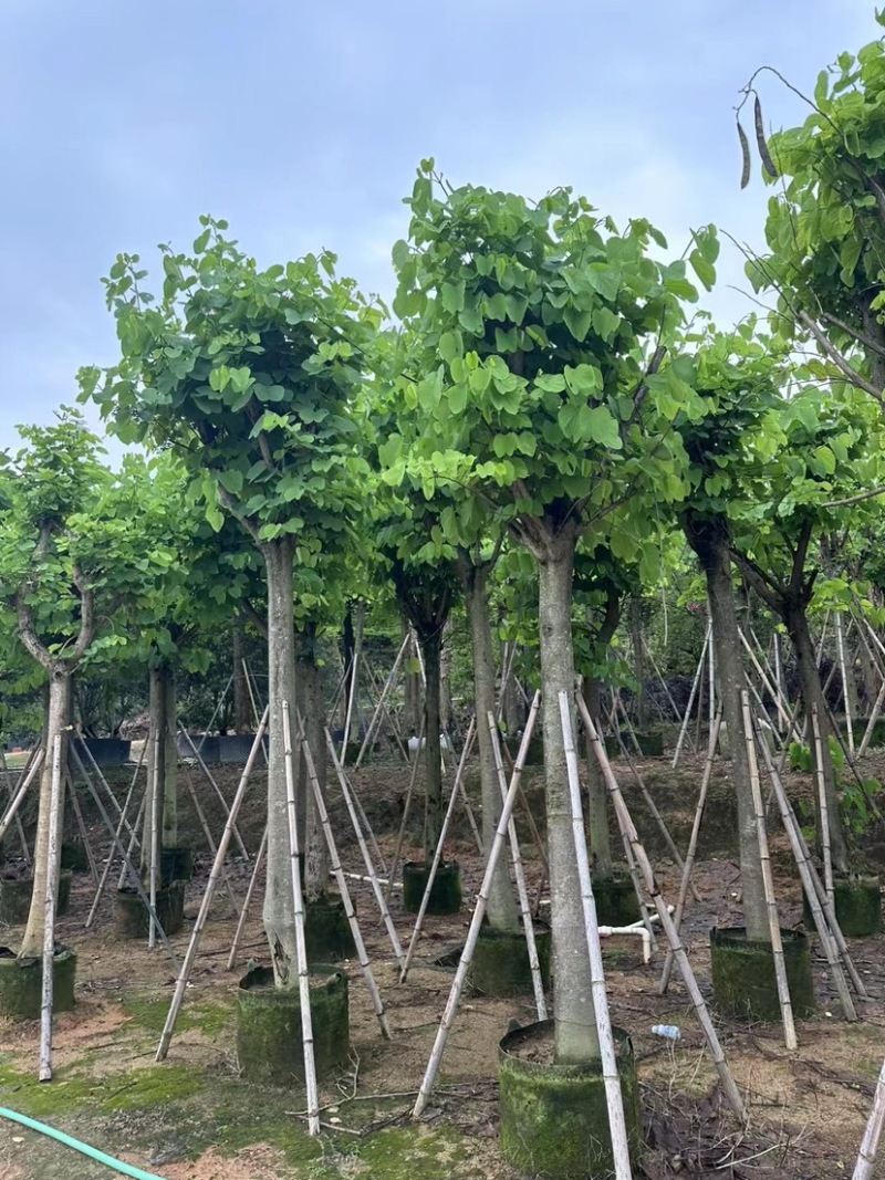 红花紫荆基地直销规格齐全欢迎老板来电咨询合作