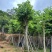 红花紫荆基地直销规格齐全欢迎老板来电咨询合作
