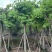 红花紫荆基地直销规格齐全欢迎老板来电咨询合作