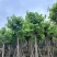 红花紫荆基地直销规格齐全欢迎老板来电咨询合作