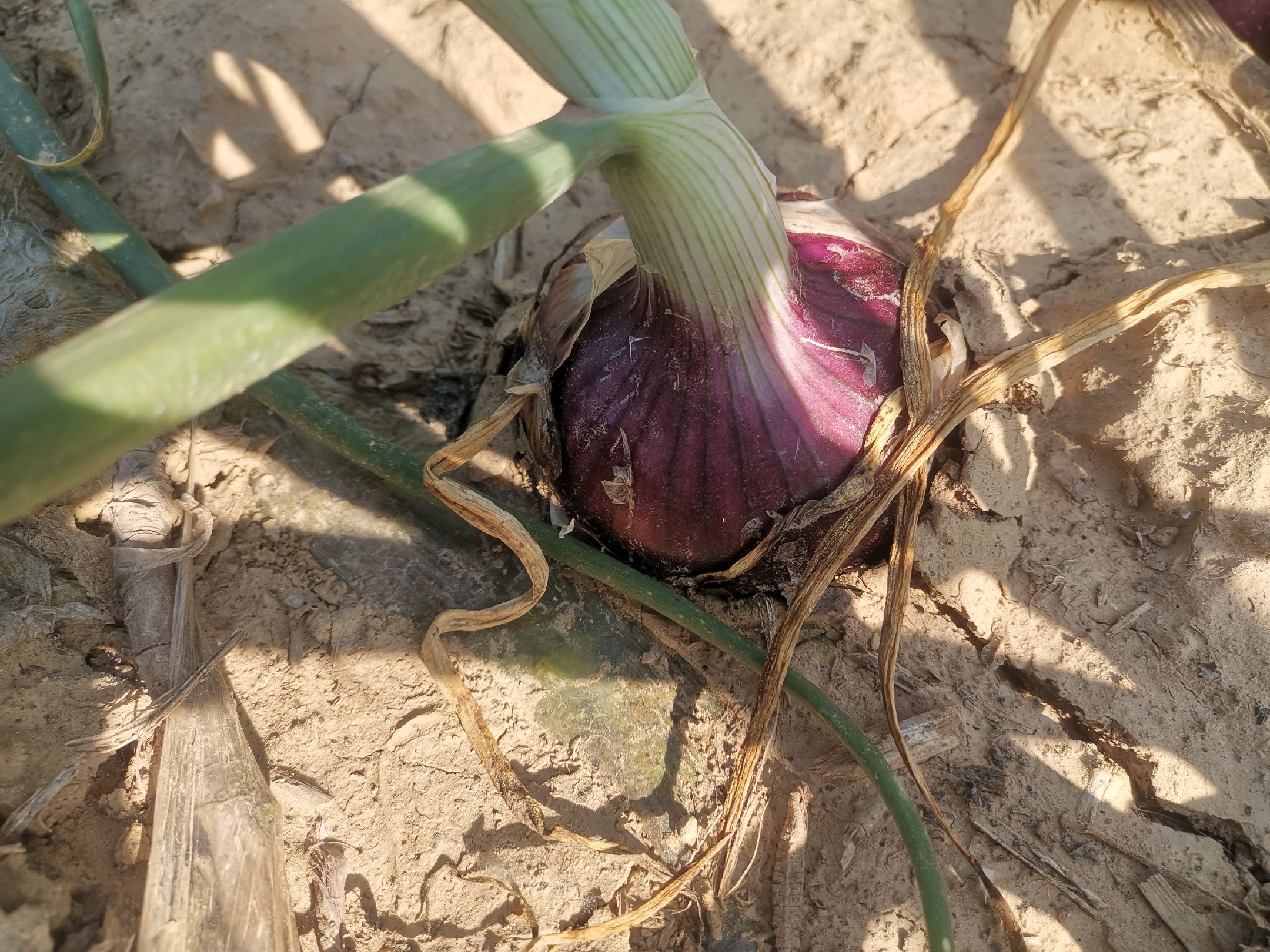 展示家庭阳台水培洋葱的种植场景,透明容器中可见洋葱根系和绿叶生长 水培洋葱种植过程
