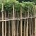 火焰木基地直销规格齐全欢迎老板来电咨询合作