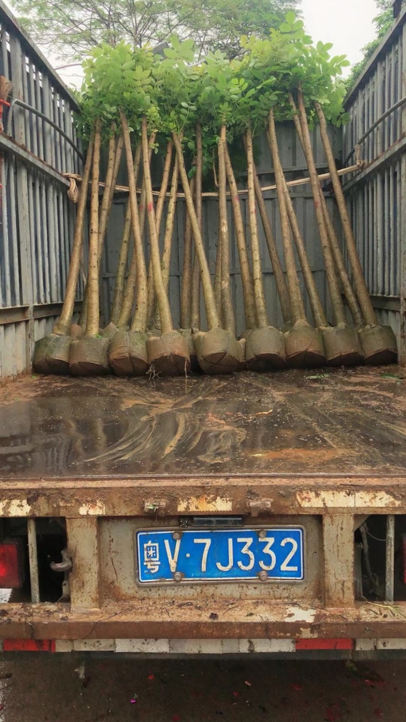 火焰木基地直销规格齐全欢迎老板来电咨询合作