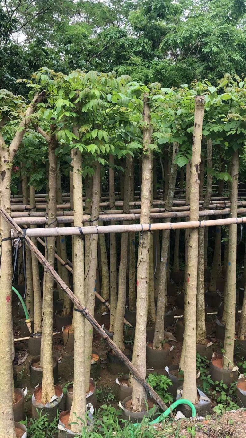 火焰木基地直销规格齐全欢迎老板来电咨询合作
