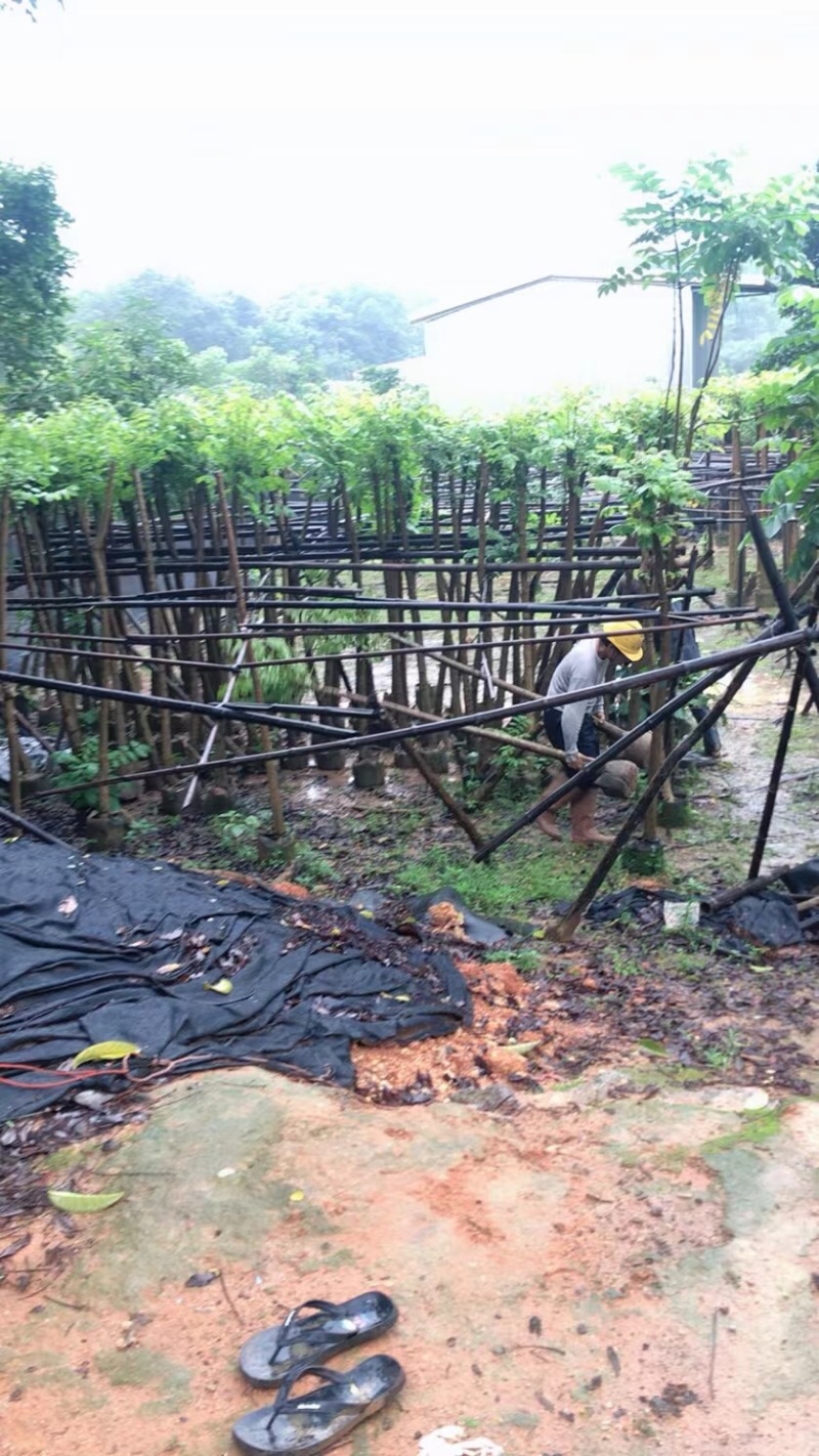 火焰木基地直销规格齐全欢迎老板来电咨询合作