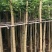 火焰木基地直销规格齐全欢迎老板来电咨询合作
