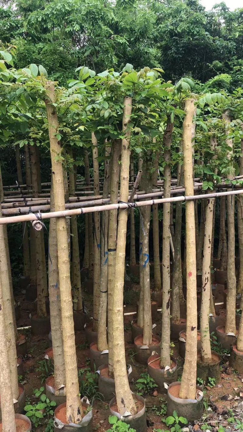 火焰木基地直销规格齐全欢迎老板来电咨询合作