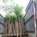 火焰木基地直销规格齐全欢迎老板来电咨询合作