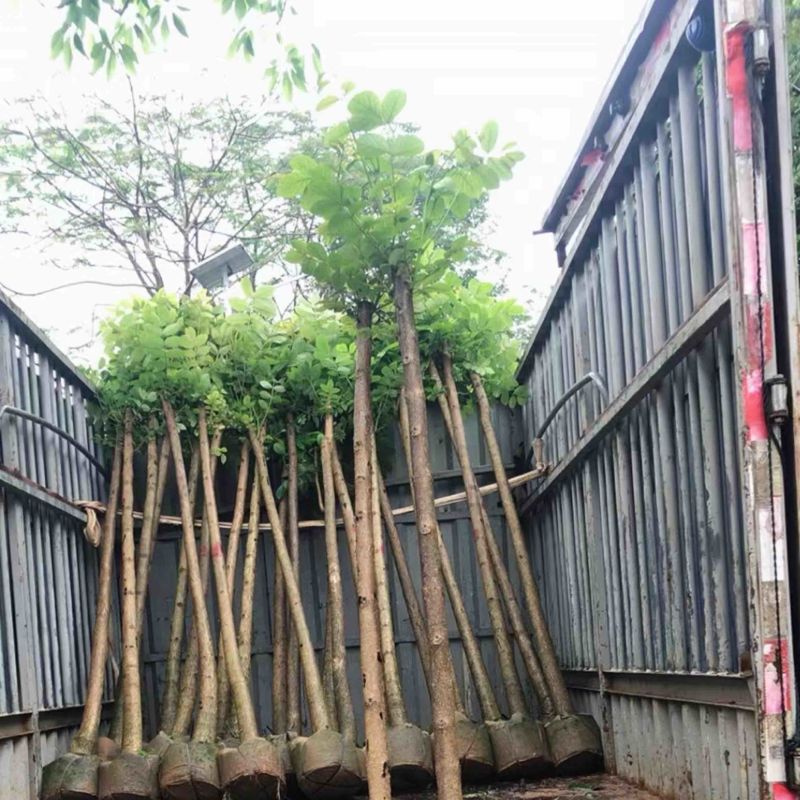 火焰木基地直销规格齐全欢迎老板来电咨询合作