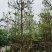 杜英基地直销规格齐全欢迎老板来电咨询合作