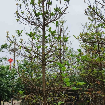 杜英基地直销规格齐全欢迎老板来电咨询合作