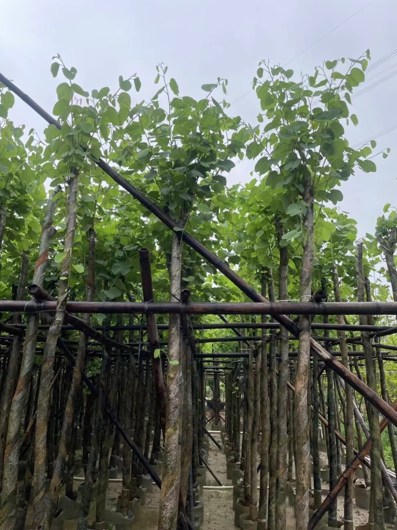 宫粉紫荆基地直销规格齐全欢迎老板来电咨询合作