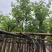 宫粉紫荆基地直销规格齐全欢迎老板来电咨询合作