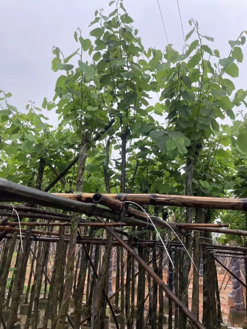 宫粉紫荆基地直销规格齐全欢迎老板来电咨询合作