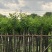 宫粉紫荆基地直销规格齐全欢迎老板来电咨询合作
