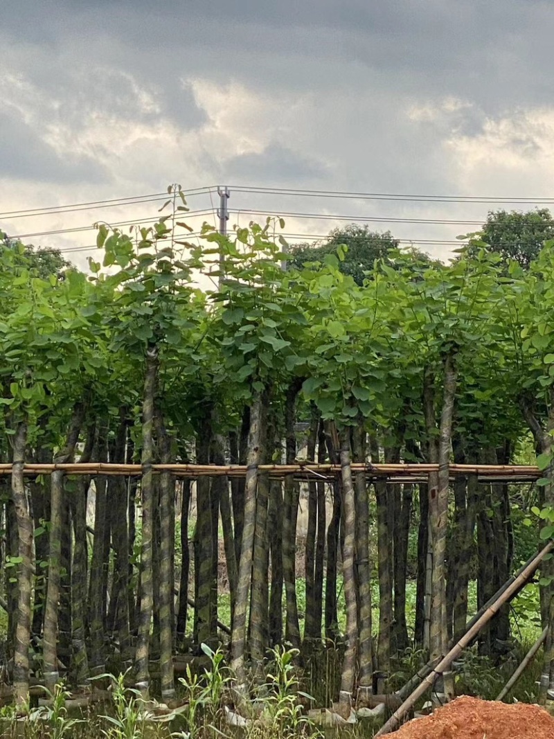 宫粉紫荆基地直销规格齐全欢迎老板来电咨询合作