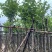 宫粉紫荆基地直销规格齐全欢迎老板来电咨询合作