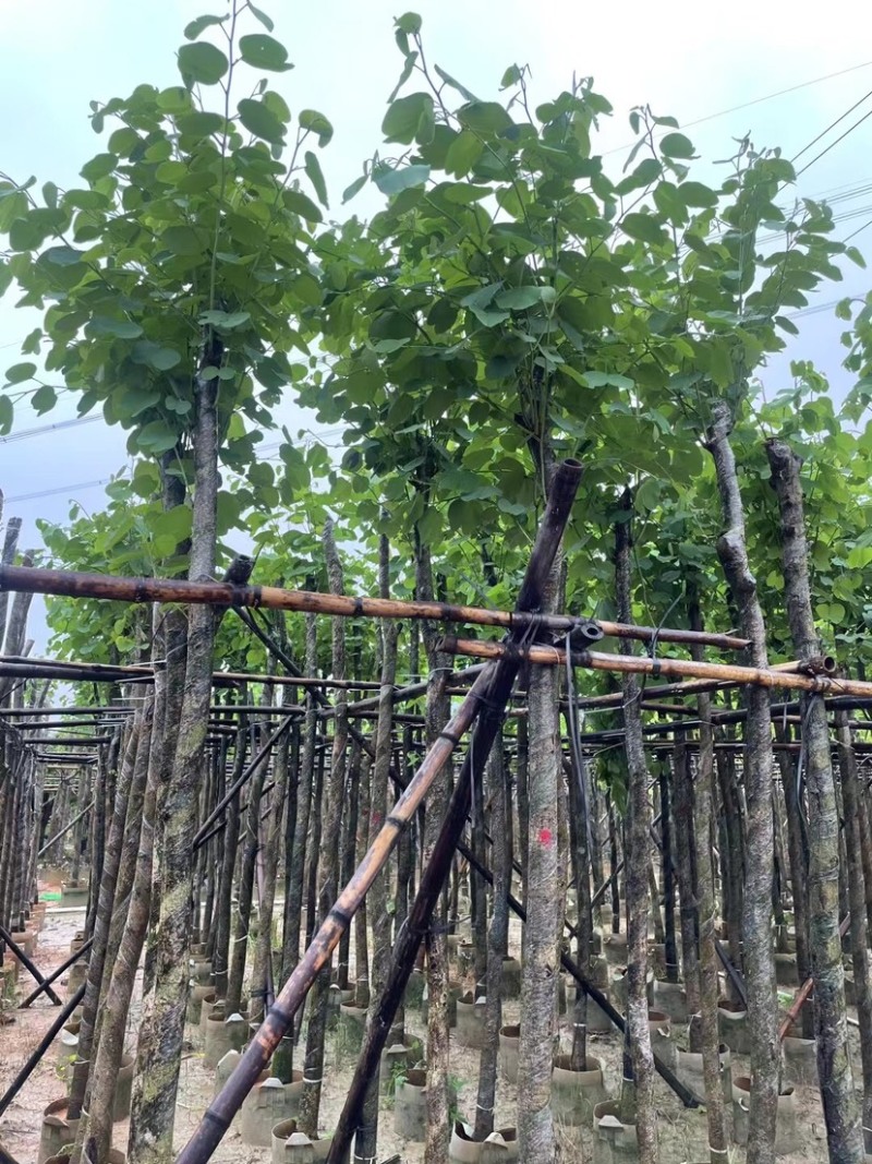 宫粉紫荆基地直销规格齐全欢迎老板来电咨询合作