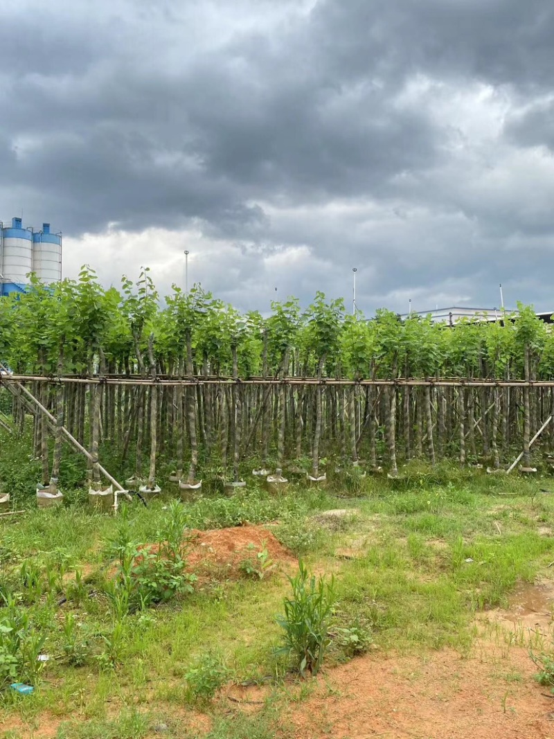 宫粉紫荆基地直销规格齐全欢迎老板来电咨询合作