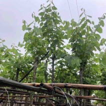 宫粉紫荆基地直销规格齐全欢迎老板来电咨询合作