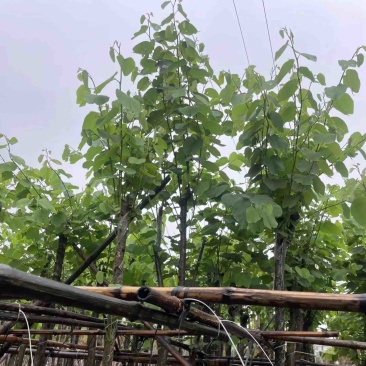宫粉紫荆基地直销规格齐全欢迎老板来电咨询合作