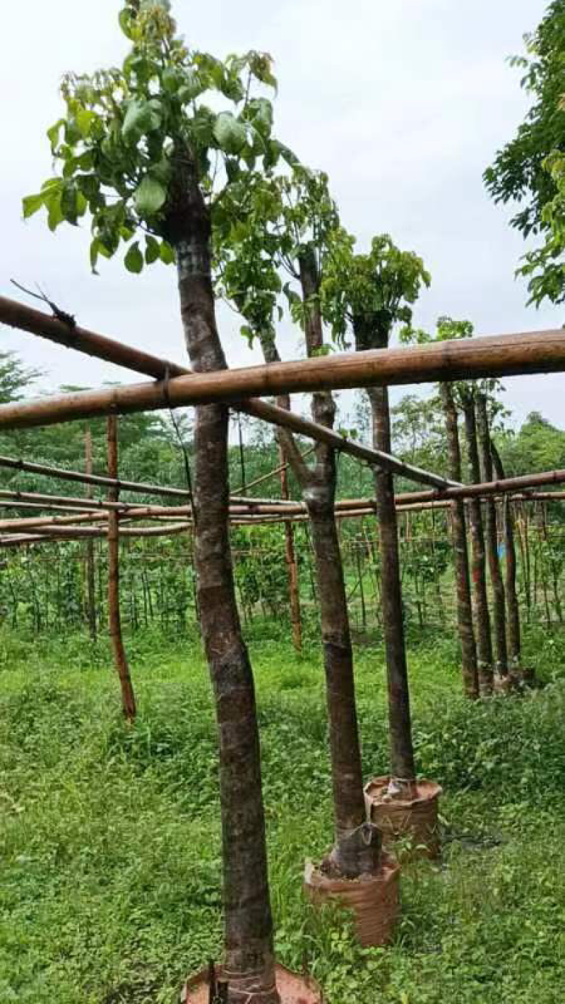 秋枫基地直销规格齐全欢迎老板来电咨询合作