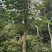 秋枫基地直销规格齐全欢迎老板来电咨询合作