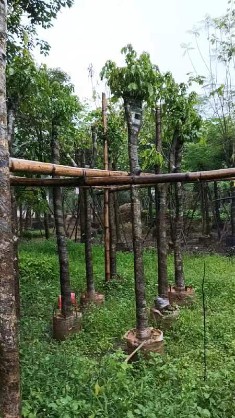 秋枫基地直销规格齐全欢迎老板来电咨询合作