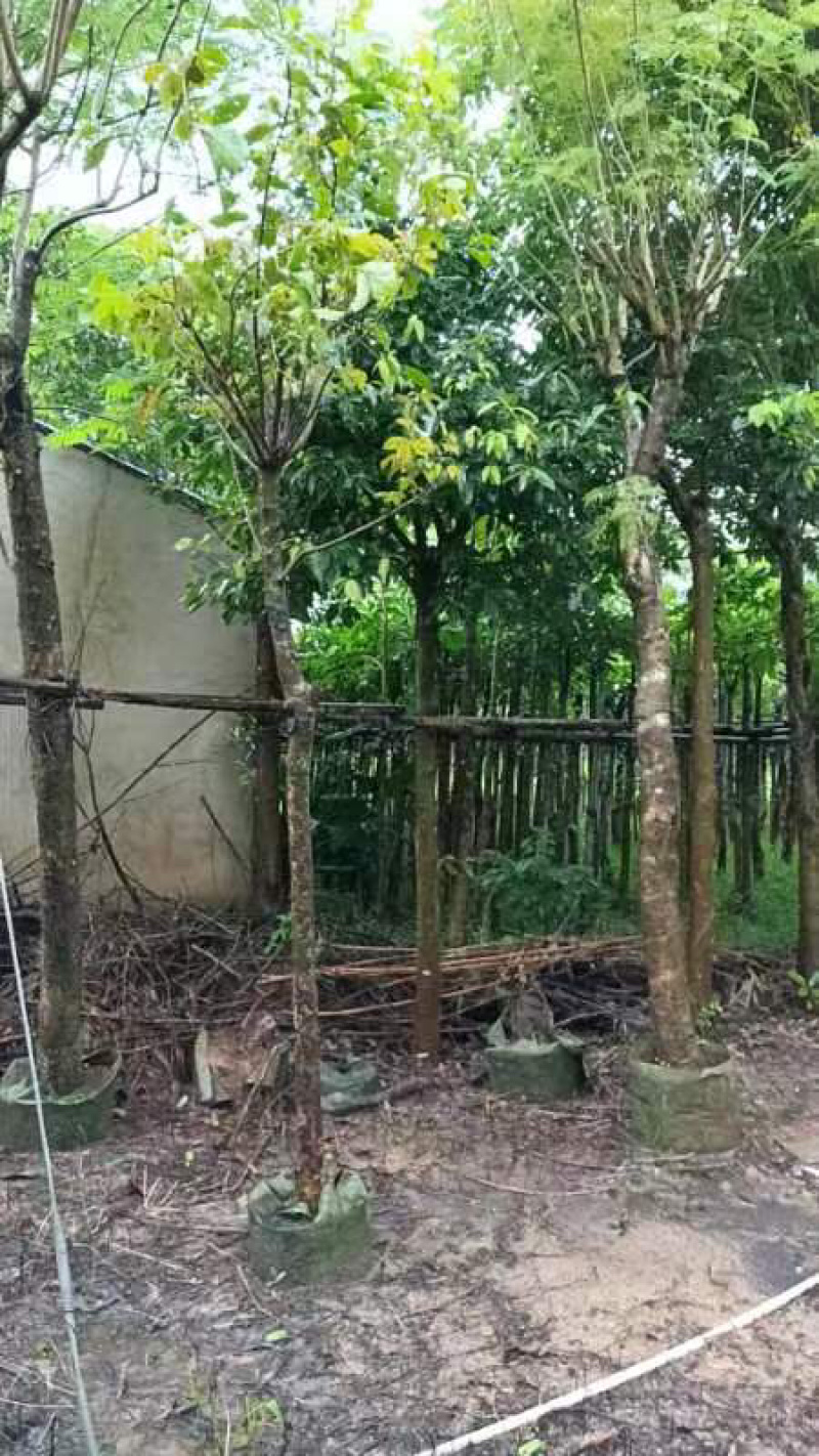 秋枫基地直销规格齐全欢迎老板来电咨询合作