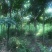 无忧树基地直销规格齐全欢迎老板来电咨询合作