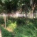 无忧树基地直销规格齐全欢迎老板来电咨询合作