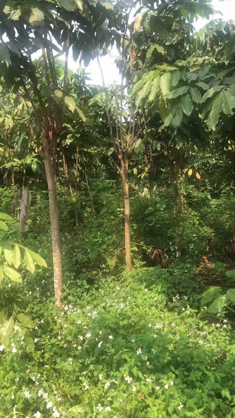 无忧树基地直销规格齐全欢迎老板来电咨询合作