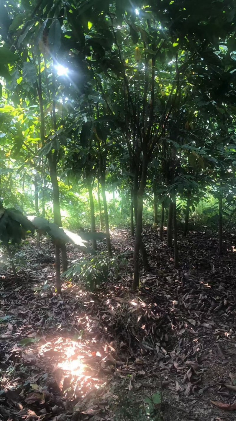 无忧树基地直销规格齐全欢迎老板来电咨询合作