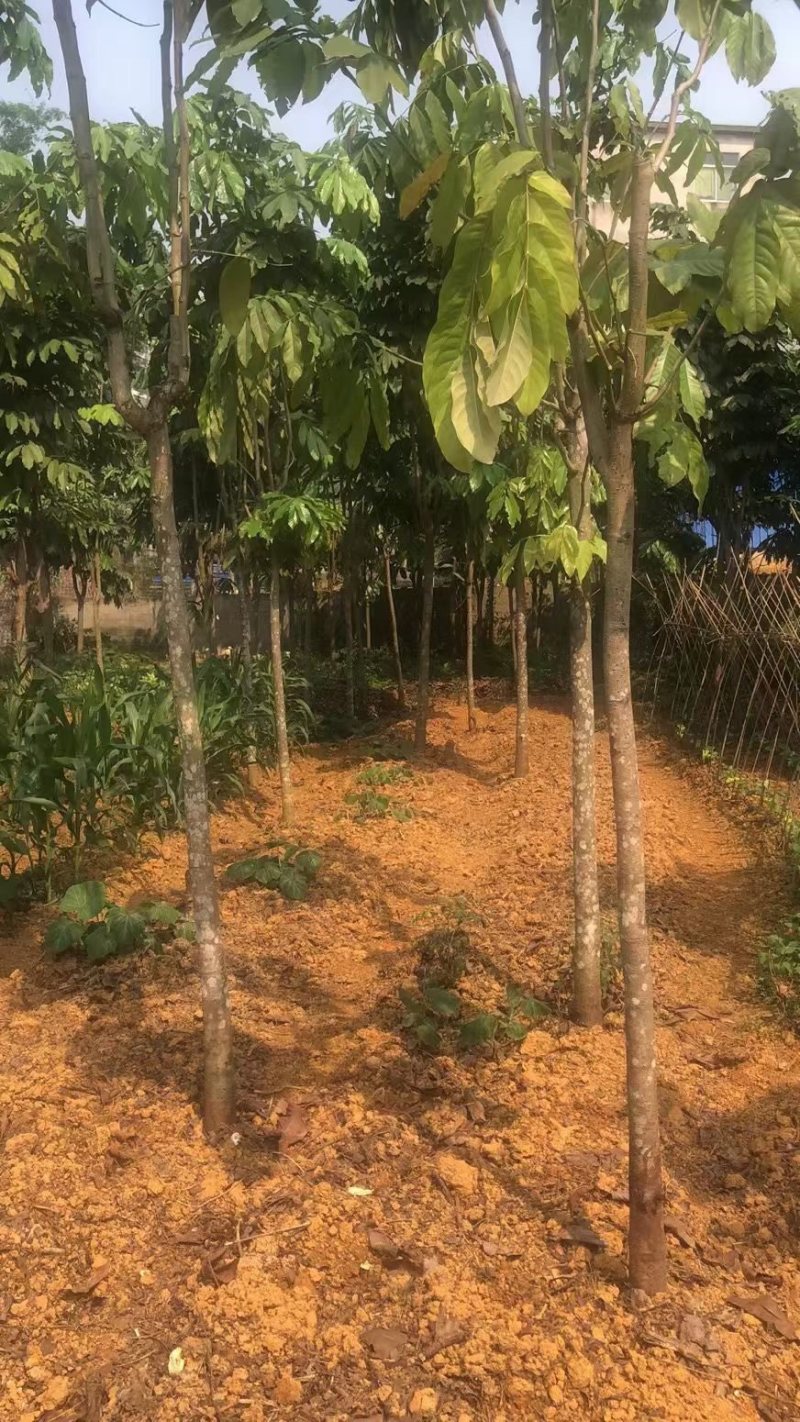 无忧树基地直销规格齐全欢迎老板来电咨询合作
