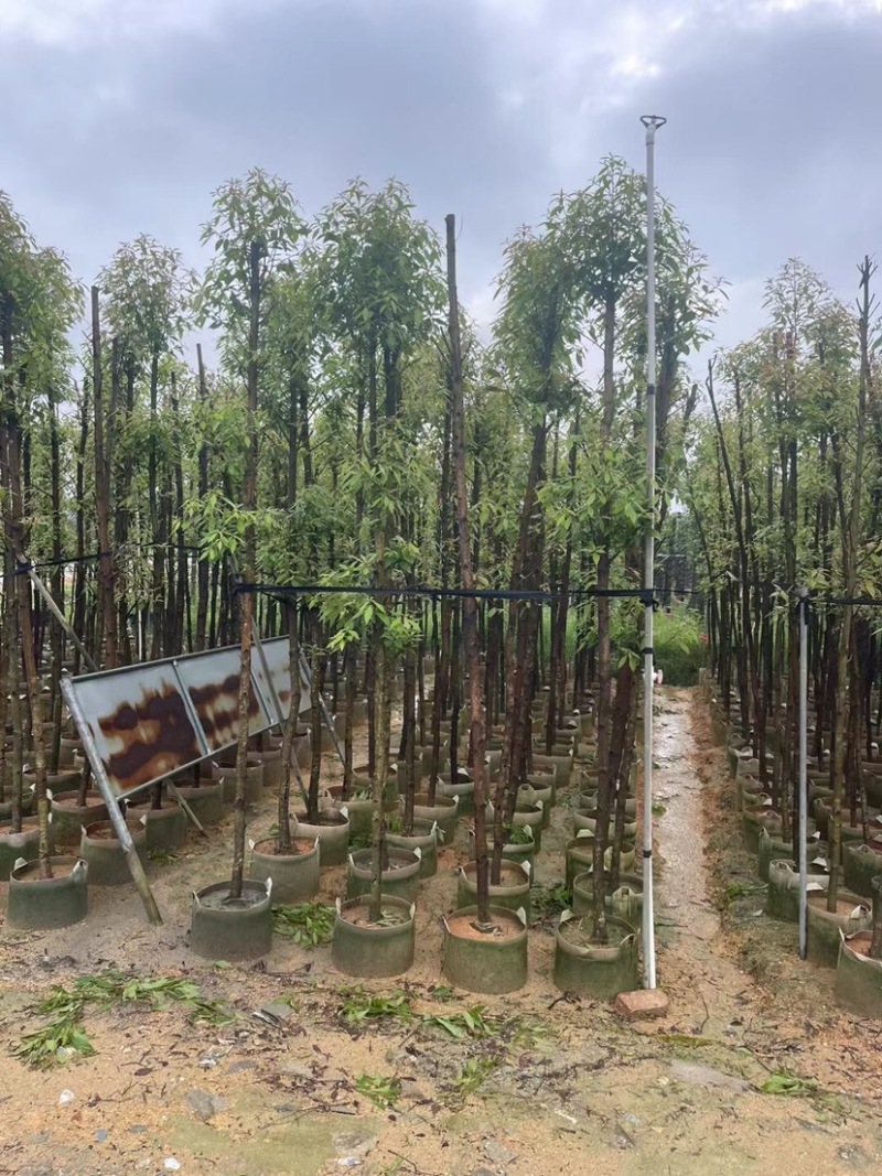 金丝楠木基地直销规格齐全欢迎老板来电咨询合作