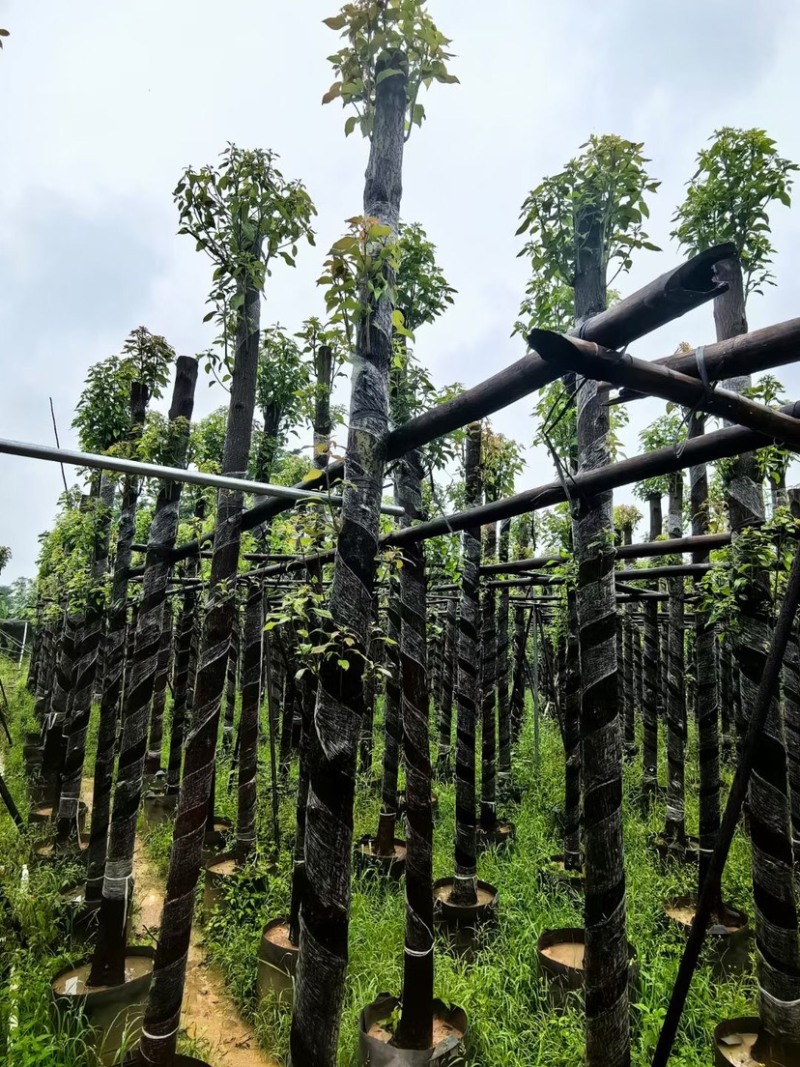樟树基地直销规格齐全欢迎老板来电咨询合作