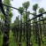 樟树基地直销规格齐全欢迎老板来电咨询合作