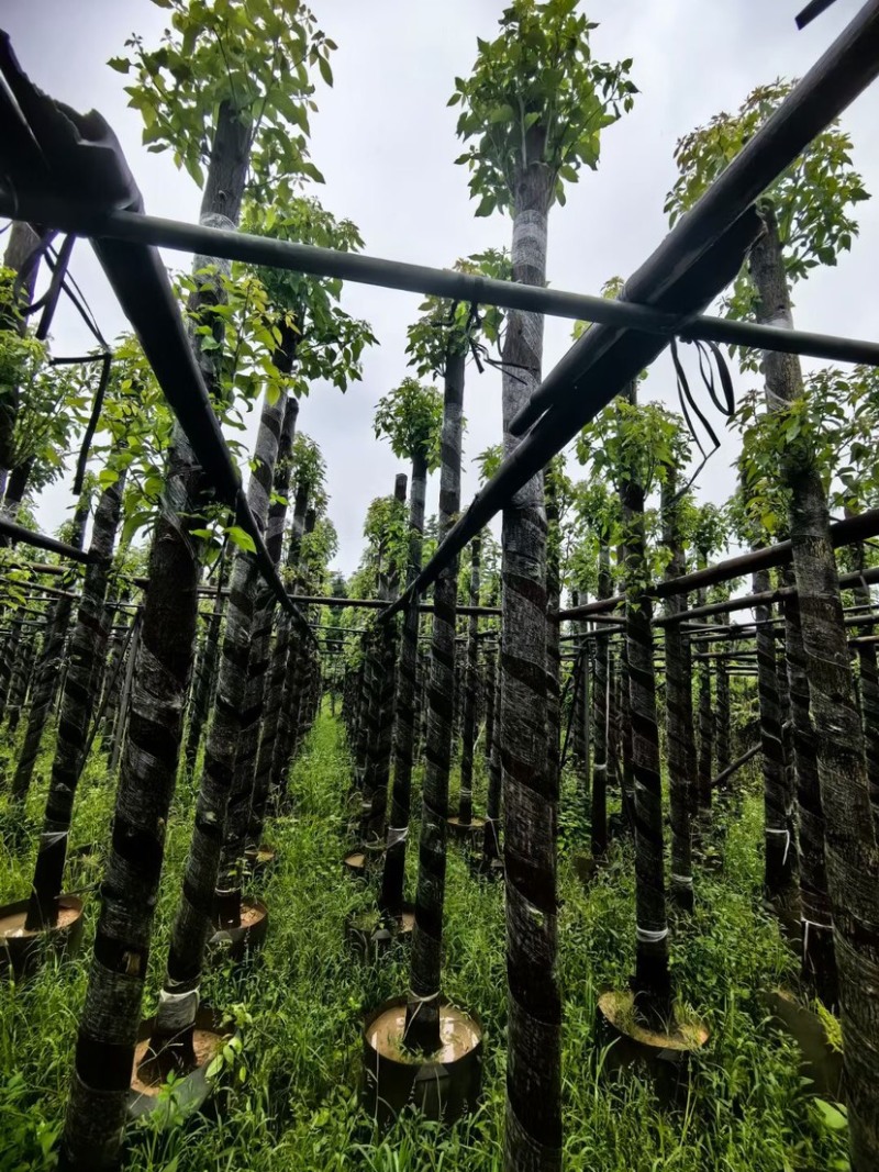 樟树基地直销规格齐全欢迎老板来电咨询合作