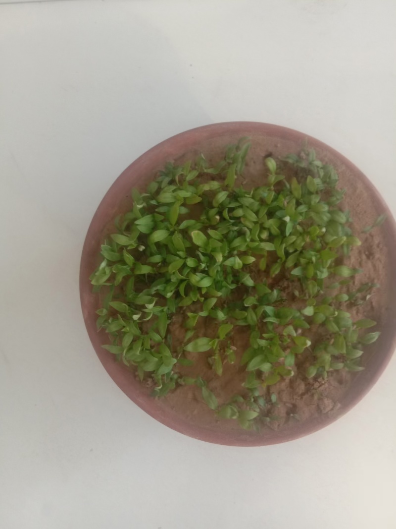 产地自种纯新牛膝种子