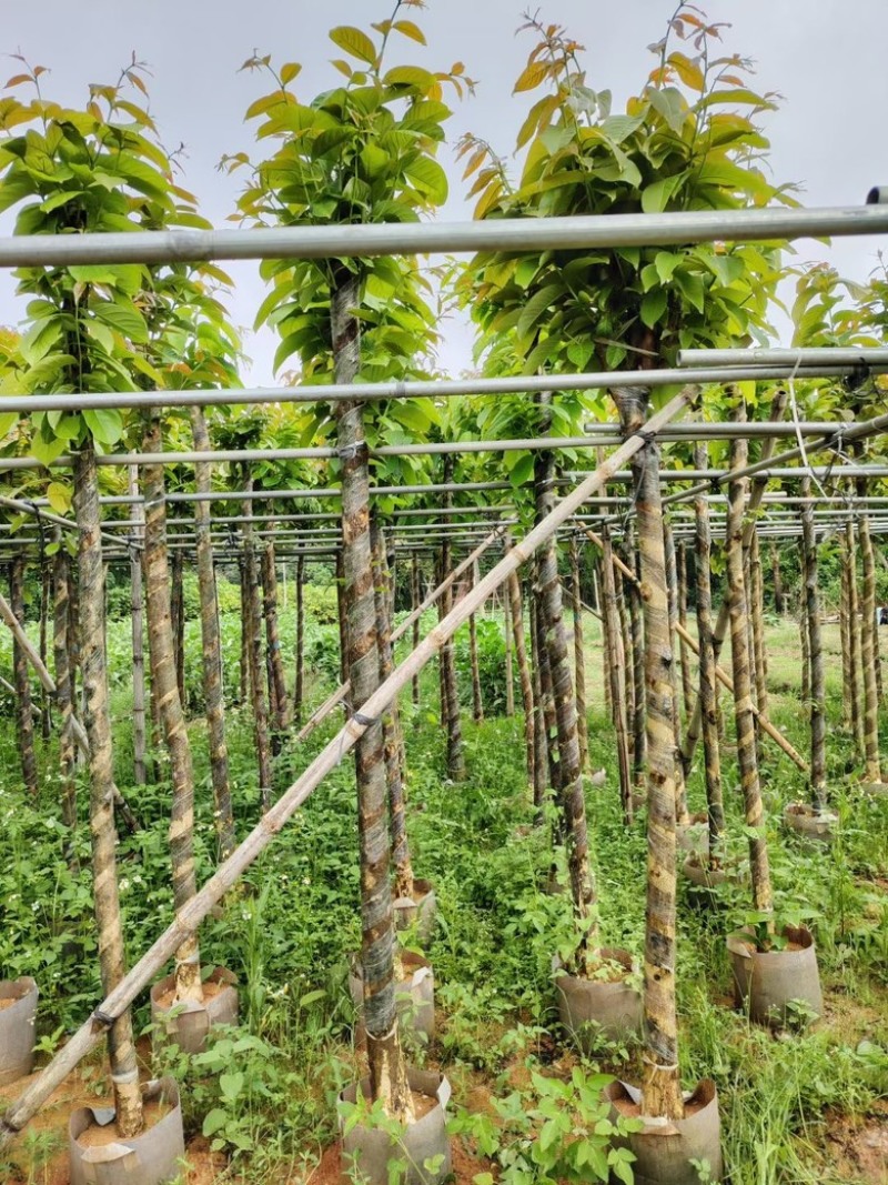大叶紫薇3分-15分低价出售