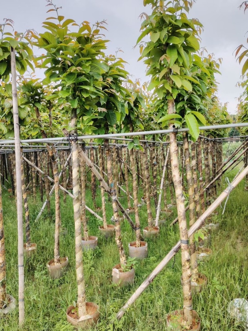 大叶紫薇3分-15分低价出售