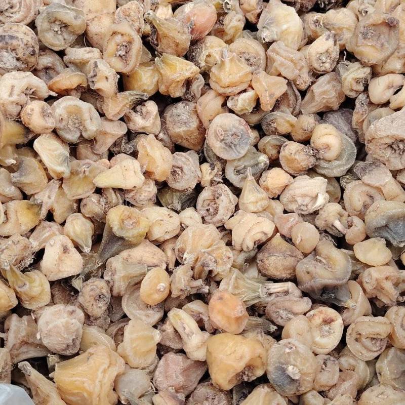 毛慈菇，毛慈菇果夹，毛慈菇鲜果，毛慈菇干货，冰球子干货供