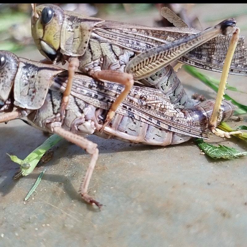 蚂蚱蝗虫活体蚂蚱蚱蜢冷冻蚂蚱批发零售