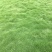 台湾二号草坪，基地现钏现卖。