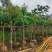 绣球紫花风铃木基地直销规格齐全欢迎老板来电咨询合作